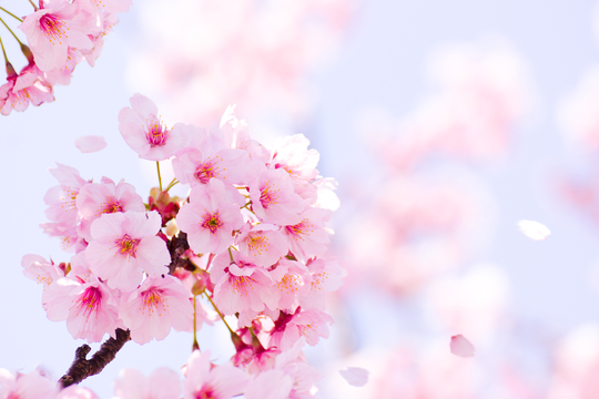 Hanami, the time of flowers