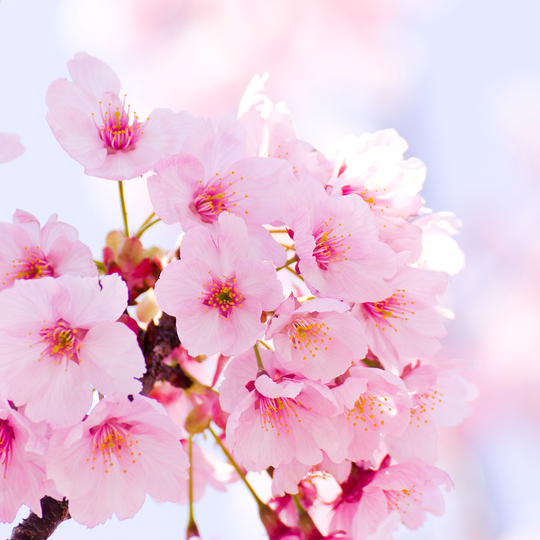 Hanami, the time of flowers